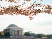 Washington, D.C.: A Capital in Full Bloom