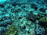 🪸10년 전 보홀 바다의 모습을 그대로 간직한 숨겨진 스팟🐠