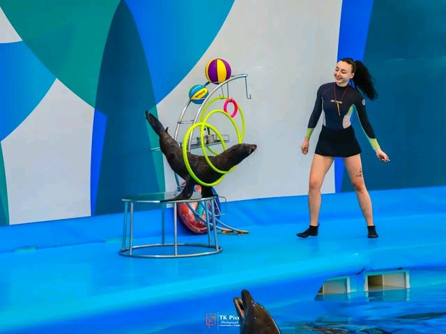 Title: Dive into Delight: A Day at Pattaya Dolphinarium