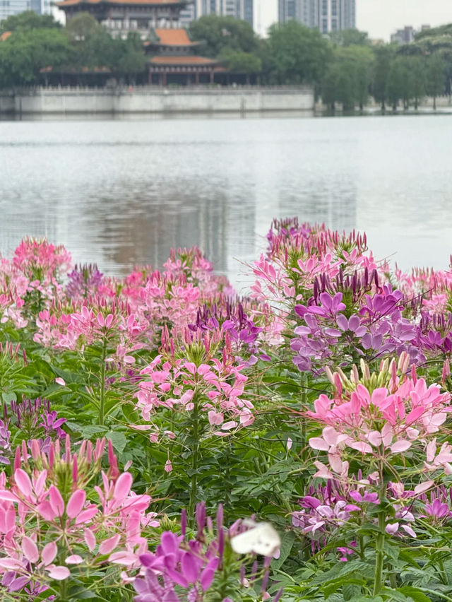 Shunfengshan Cleome Flower Sea in Full Bloom! Fewer Crowds, Perfect for Photos! 🌸✨