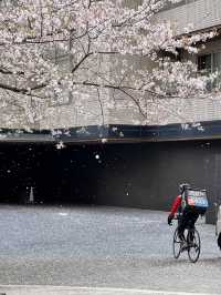 Tokyo | No Need to Be a Cherry Blossom Refugee in April 🌸