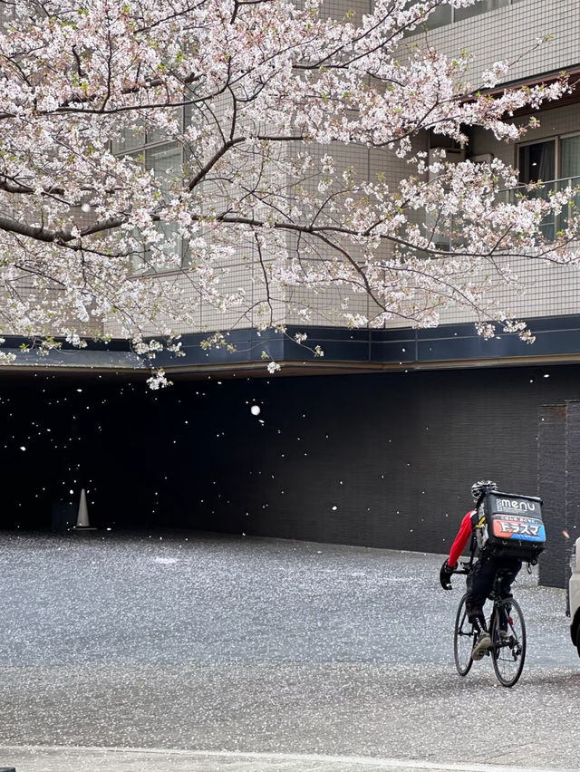 Tokyo | No Need to Be a Cherry Blossom Refugee in April 🌸