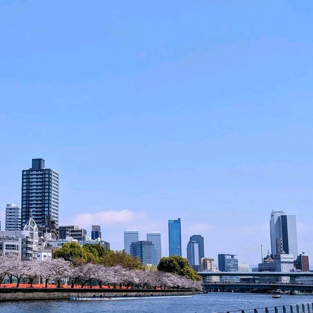 Cherry Blossoms Right in the Middle of Osaka