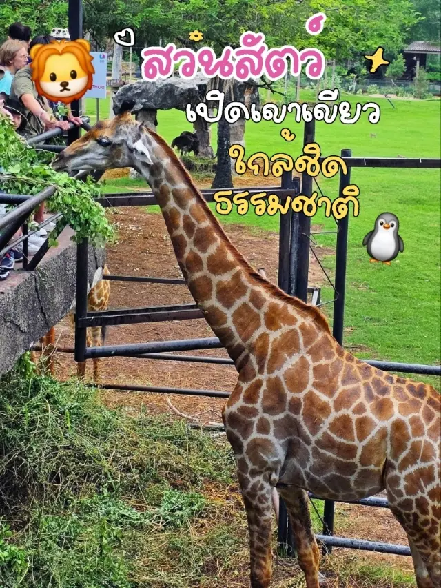 🌳 พาเที่ยวแบบเข้าป่า ที่สวนสัตว์เปิดเขาเขียว 🦒
