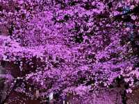 sumida park