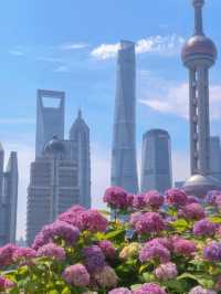 Hydrangeas in Bloom by Suzhou Creek 🌸✨ | North Bund Citywalk Guide