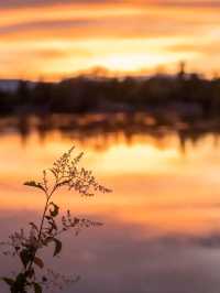 Esquimalt Gorge Park – A Hidden Gem in Victoria