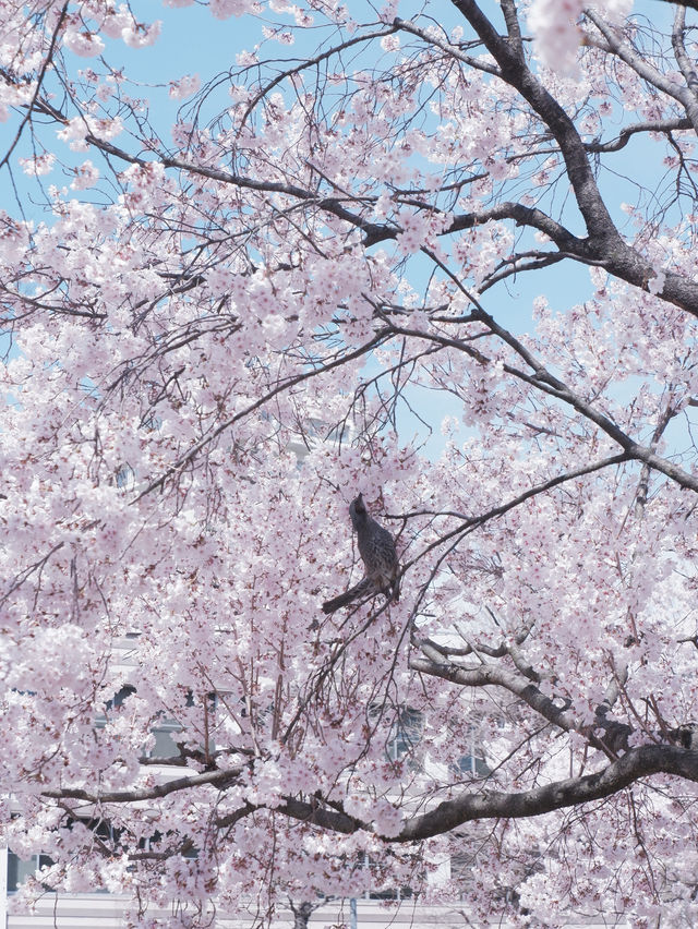 東京高速巴士直達仙台賞櫻