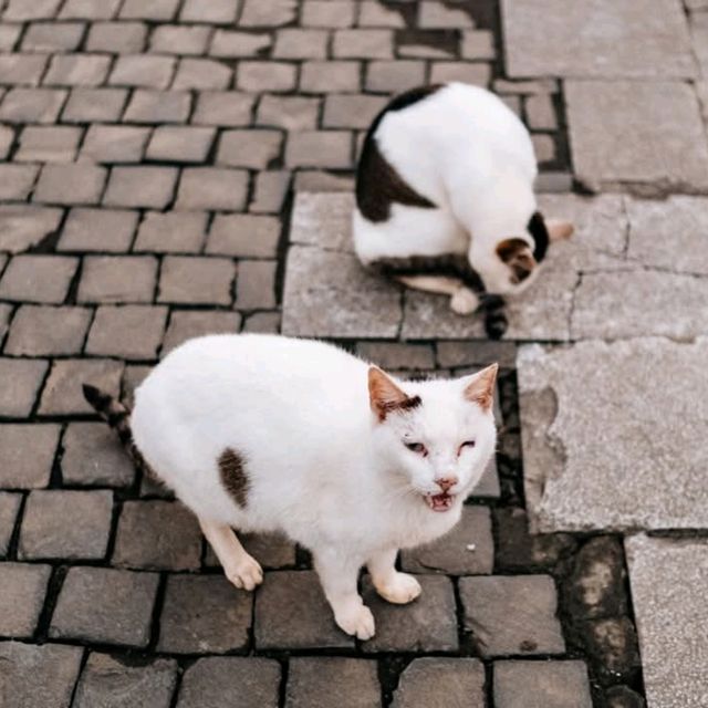 Houtong Cat Village