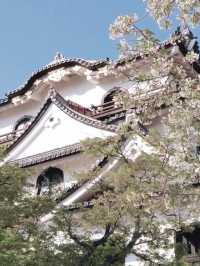 Hikone’s Petal-Perfect Castle Escape