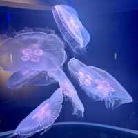 日本四國水族館🤍 | 夢幻海洋世界+獨家珍珠手作體驗！🌊🐬