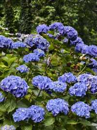 墨爾本花園