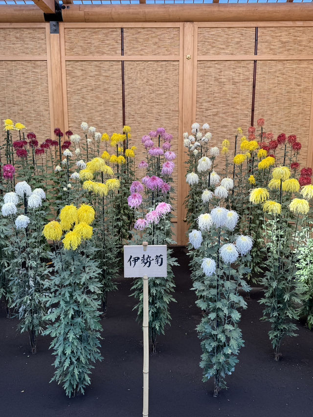 新宿御苑向日葵季｜東京綠洲的陽光之歌