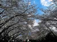 Spring’s Cherry Blossom Fantasy