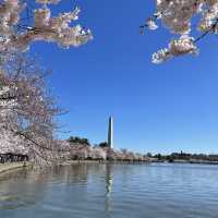 桜祭り🌸in ワシントン