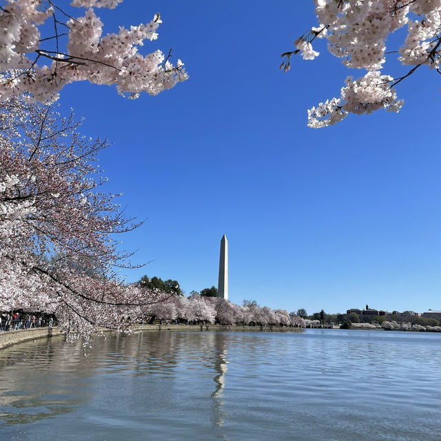 桜祭り🌸in ワシントン