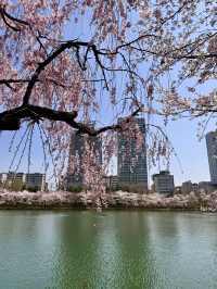 Seoul’s Secret Spring Kingdom – Castle & Blossoms