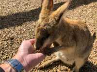 Sydney’s Wildest Family Day Out – Unforgettable Moments at Featherdale!