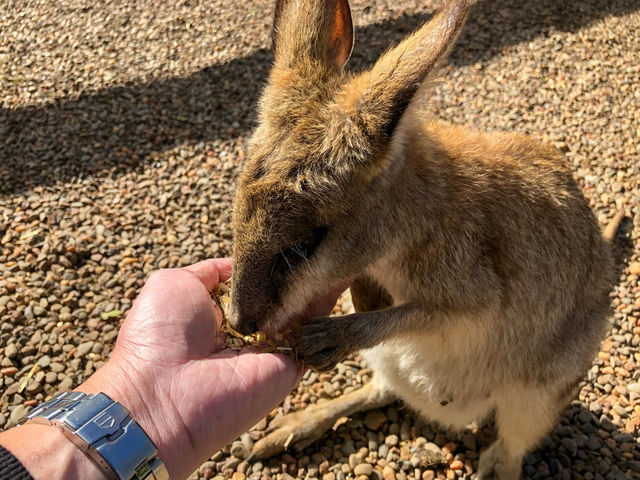 Sydney’s Wildest Family Day Out – Unforgettable Moments at Featherdale!