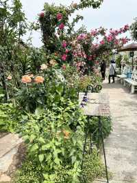 【大分】大分の初夏の有名スポット！華麗なバラ園✨