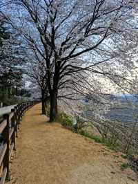 Gyeongju in Bloom