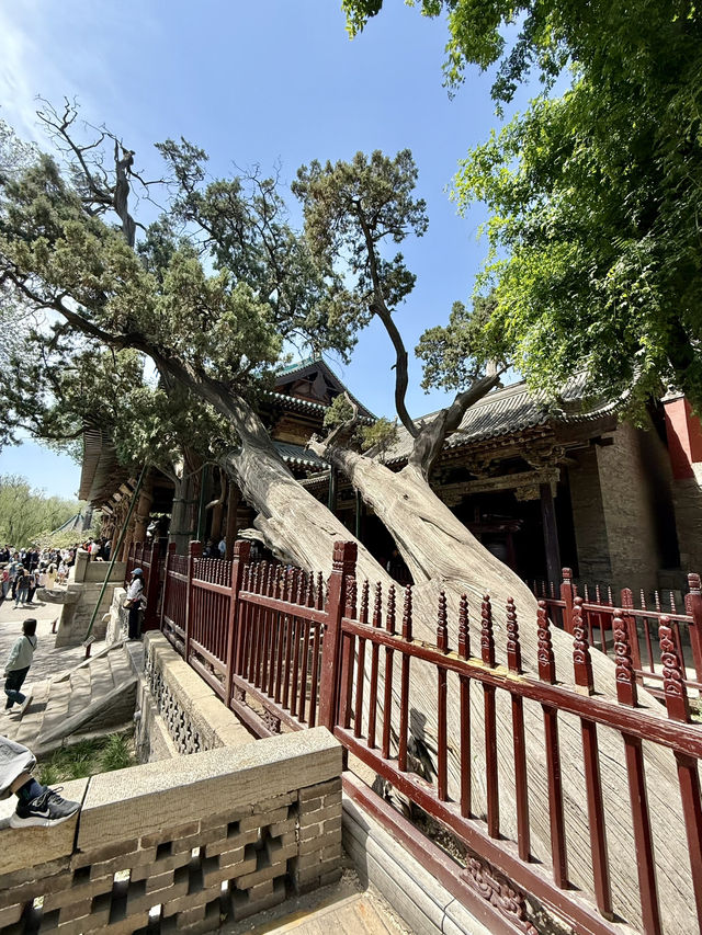  人氣爆棚地標｜晉祠看三千年周朝柏樹