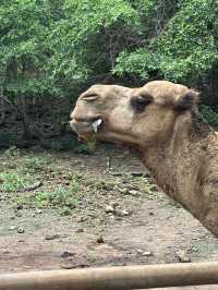 🌳✨สวนสัตว์เปิดเขาประทับช้าง🐪📌