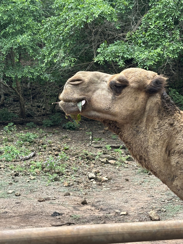 🌳✨สวนสัตว์เปิดเขาประทับช้าง🐪📌