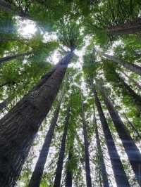 Great Otway National Park – VIC