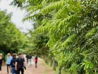 🌲🌲 비자나무 숲길