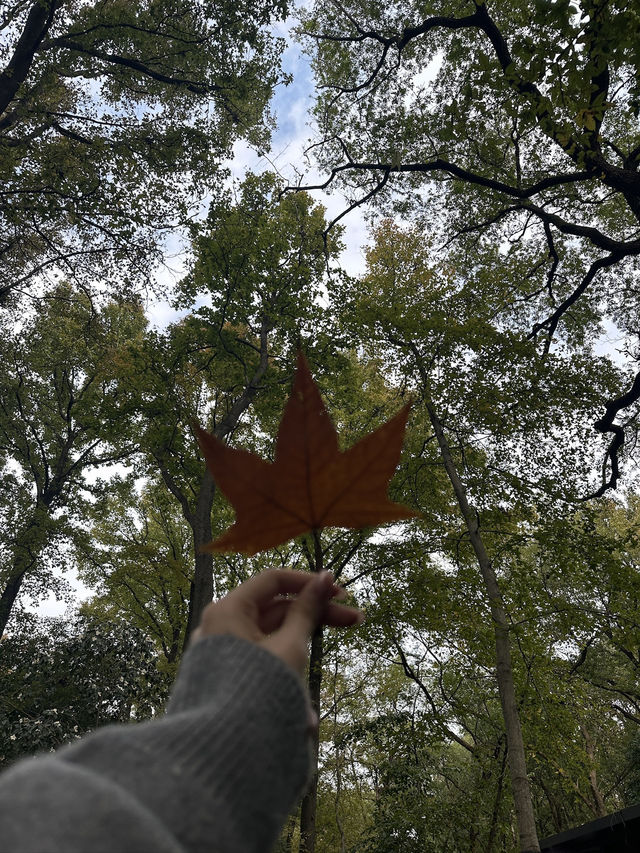 🍁🧧 Nanjing in Autumn — A City Dressed in Quiet Gold 