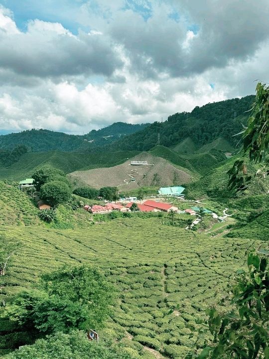 A Garden Above the Clouds: Cameron Highland Flora Park