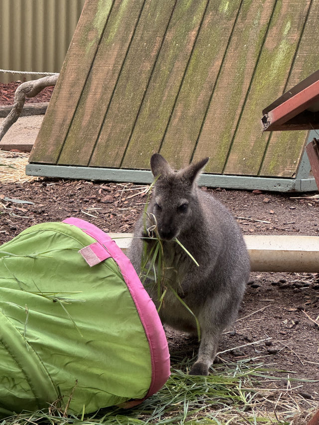 🐨 澳洲維多利亞州的一個受歡迎的私人家族經營動物園🦙🫏🦘🐕