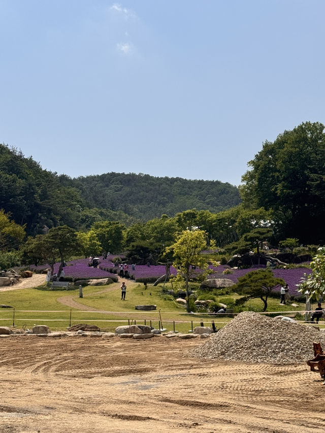 💜 양산 라벤더 카페, 보랏빛 힐링 스팟! 💜
