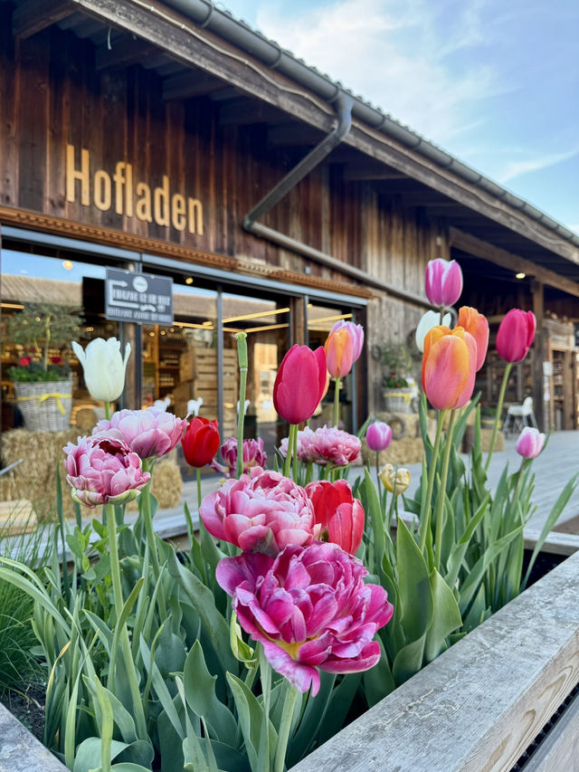 A Slice of Swiss Countryside Magic
