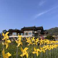 경주 벚꽃, 유채꽃 데이트 🌸💛 