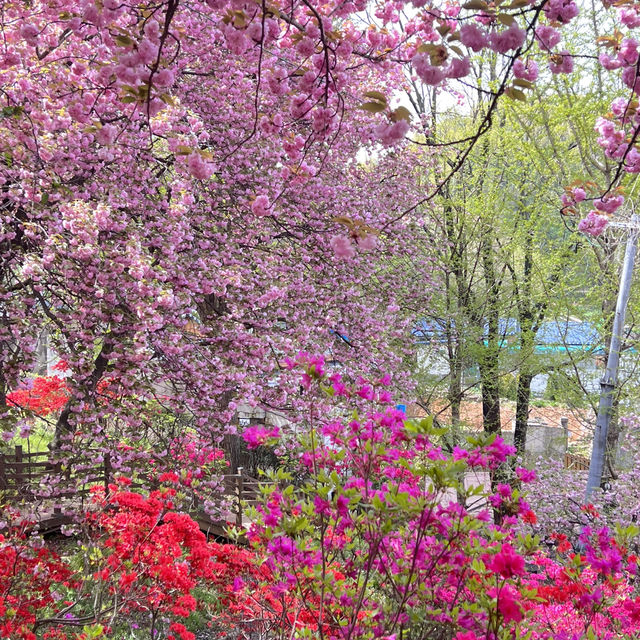 전주 봄여행 완산공원 🌸🌞💕