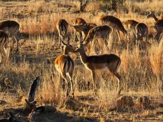 Hello,South Africa