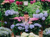 ไฮเดรนเยียบานแล้ว…ใจกลางเมืองฟุกุโอกะ🌿🌸