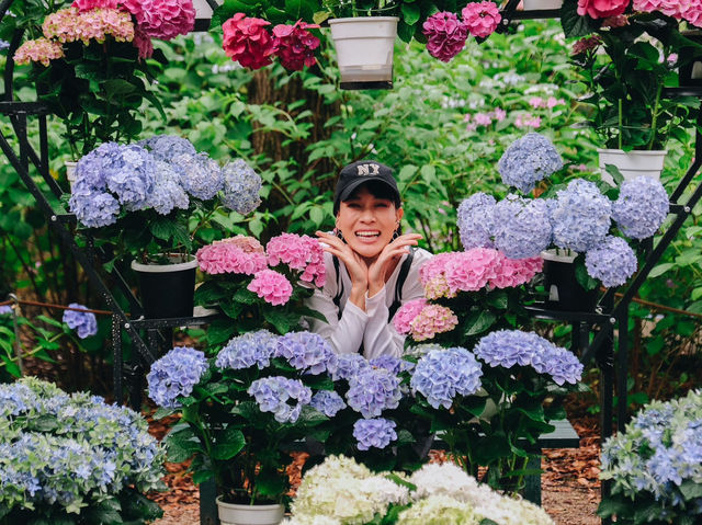 ไฮเดรนเยียบานแล้ว…ใจกลางเมืองฟุกุโอกะ🌿🌸
