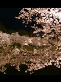 🎯【青森・弘前城】日本一美しい桜とお城のコントラストに感動