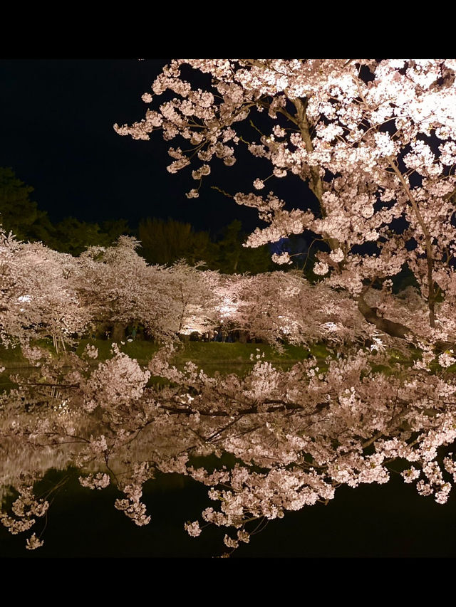 🎯【青森・弘前城】日本一美しい桜とお城のコントラストに感動
