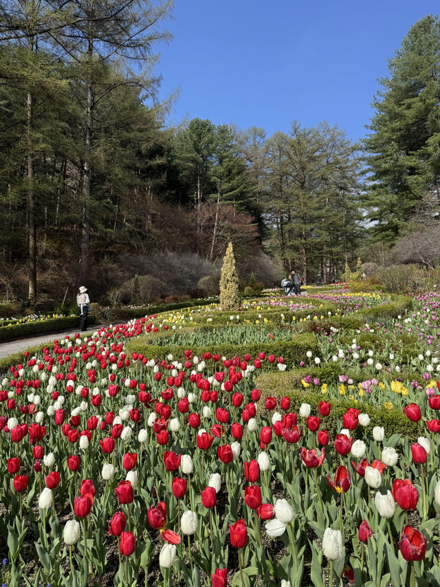 Seoul in Spring 2025 — A Moment to Remember 🌸