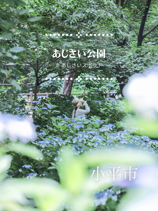 【小平市】人気上昇必至！あまり知られていない？！都内あじさいスポット