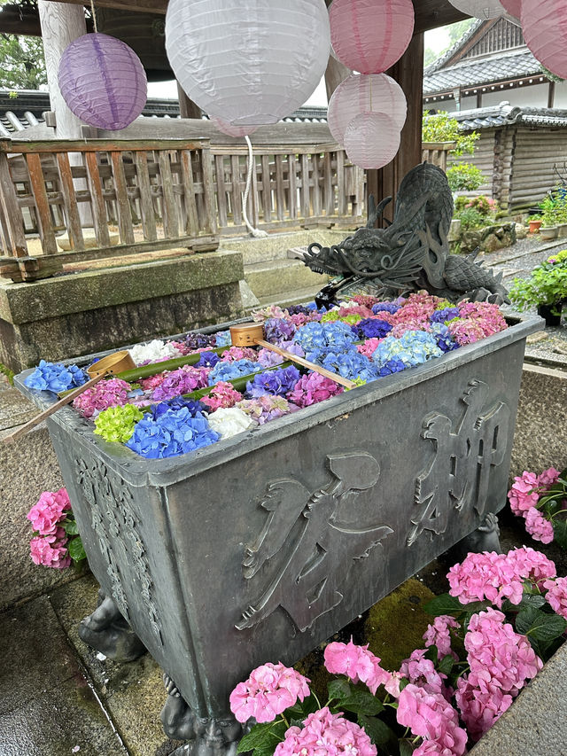京都非常推薦😍繡球花瀑布、繡球花傘