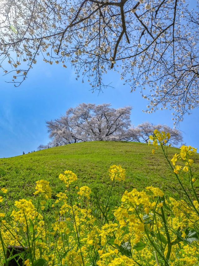 古代ロマンに浸る「さきたま古墳公園」で、歴史と自然を感じる旅