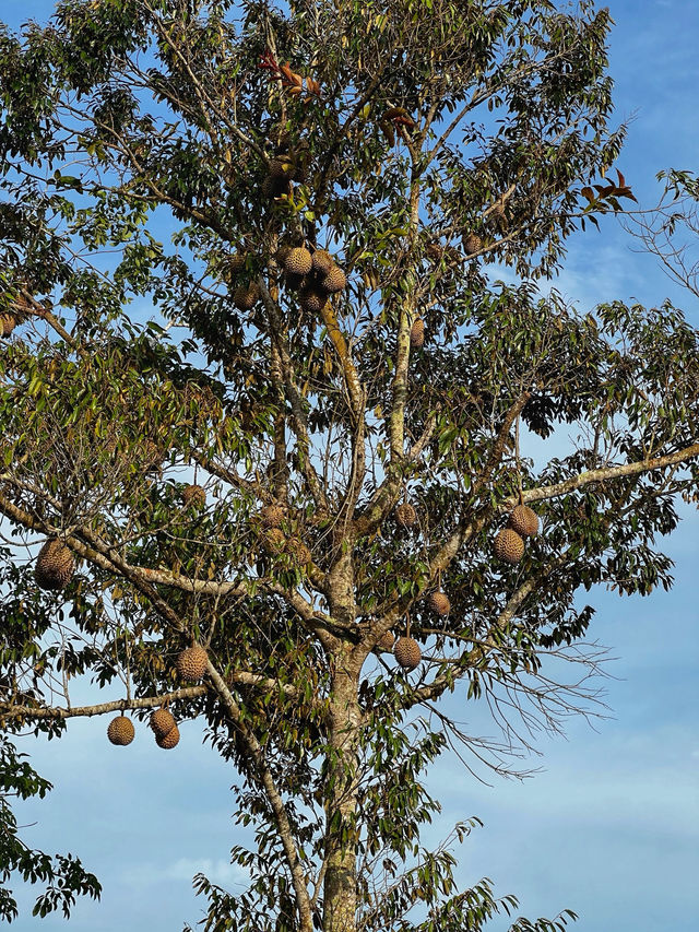 Hiking to Penang’s Hidden Glass House — With a Durian Surprise 