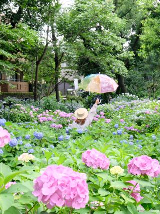 【小平】隱藏繡球花景點