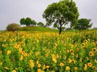 台中后里環保公園賞向日葵