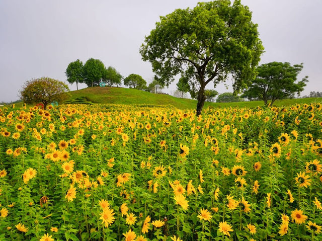 台中后里環保公園賞向日葵